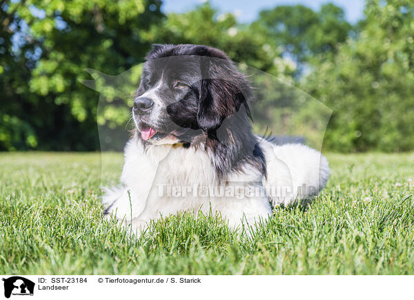 Landseer / SST-23184