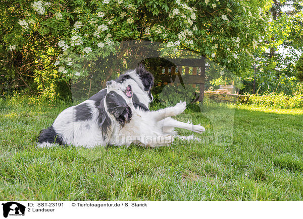 2 Landseer / SST-23191