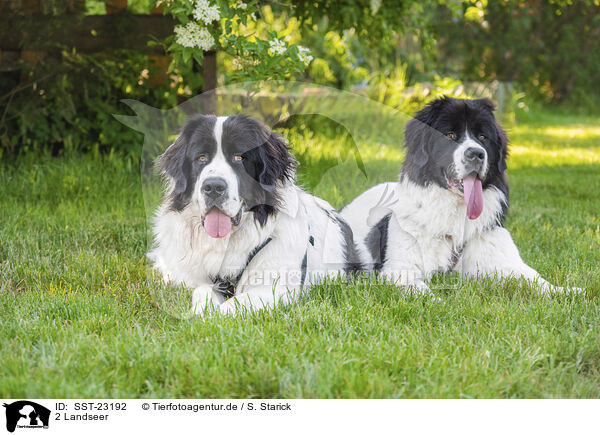 2 Landseer / SST-23192