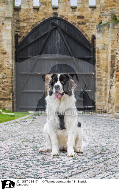 Landseer / SST-23417