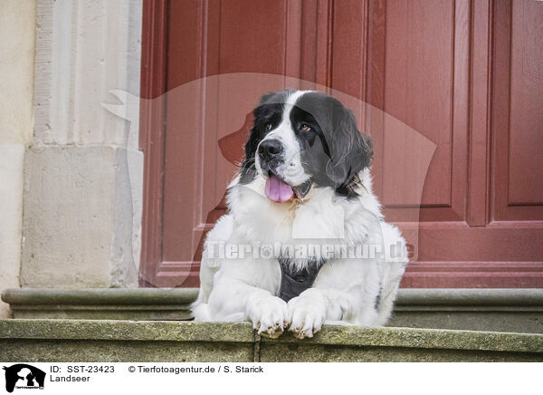 Landseer / SST-23423