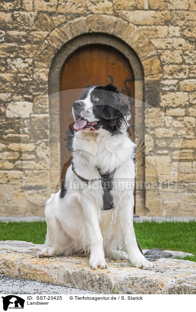 Landseer / SST-23425