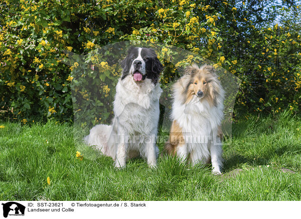 Landseer und Collie / SST-23621
