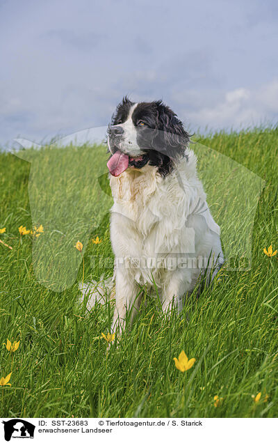 erwachsener Landseer / SST-23683