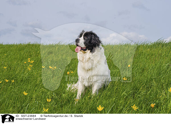 erwachsener Landseer / SST-23684