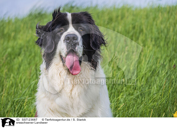 erwachsener Landseer / SST-23687