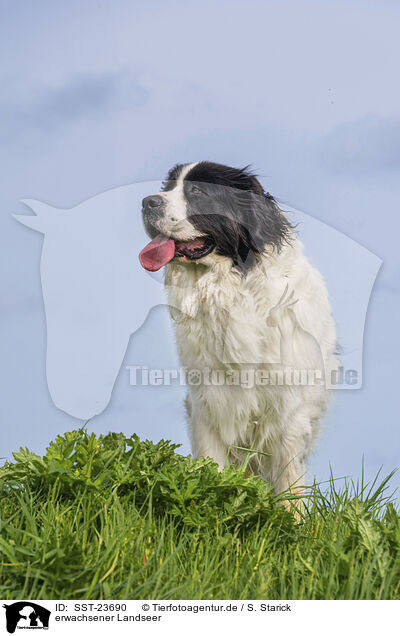 erwachsener Landseer / SST-23690
