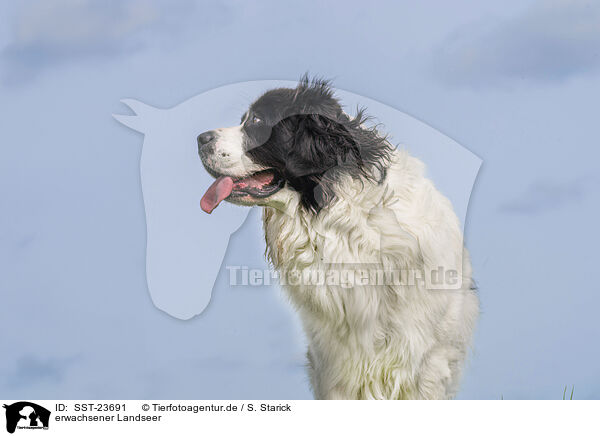 erwachsener Landseer / SST-23691