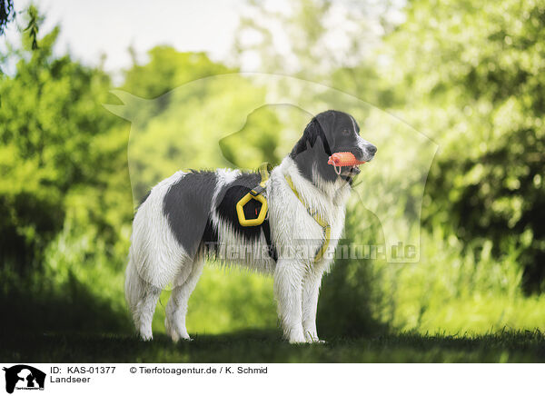 Landseer / Landseer / KAS-01377