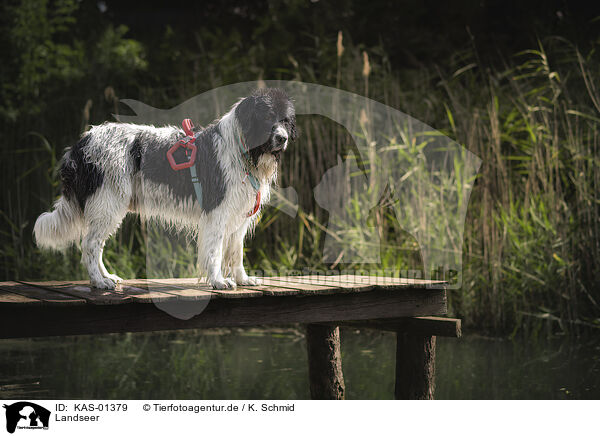 Landseer / KAS-01379