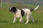 junger Landseer