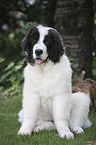 Landseer Welpe