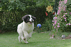 Landseer Welpe