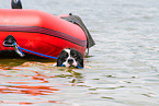 Landseer wird ausgebildet zum Wasserrettungshund