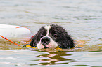 Landseer wird ausgebildet zum Wasserrettungshund