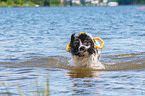 Landseer wird ausgebildet zum Wasserrettungshund