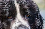 Landseer Gesicht