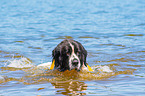 Landseer wird ausgebildet zum Wasserrettungshund