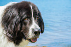 Landseer Portrait