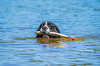 Landseer wird ausgebildet zum Wasserrettungshund