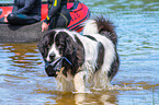 Landseer wird ausgebildet zum Wasserrettungshund