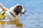 Landseer wird ausgebildet zum Wasserrettungshund