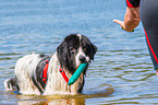 Landseer wird ausgebildet zum Wasserrettungshund