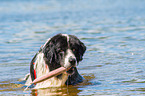 Landseer wird ausgebildet zum Wasserrettungshund