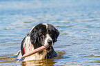 Landseer wird ausgebildet zum Wasserrettungshund