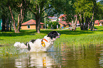 Landseer wird ausgebildet zum Wasserrettungshund