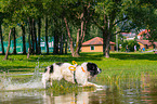 Landseer wird ausgebildet zum Wasserrettungshund