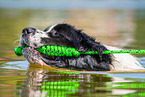 Landseer wird ausgebildet zum Wasserrettungshund