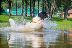 Landseer wird ausgebildet zum Wasserrettungshund