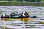 Landseer wird ausgebildet zum Wasserrettungshund