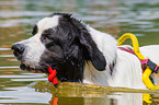 Landseer wird ausgebildet zum Wasserrettungshund