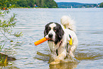 Landseer wird ausgebildet zum Wasserrettungshund