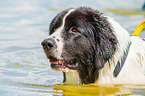 Landseer wird ausgebildet zum Wasserrettungshund