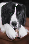 liegender Landseer