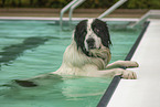 Landseer im Schwimmbad