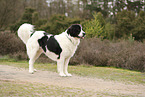 Landseer