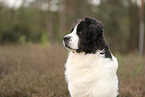 Landseer