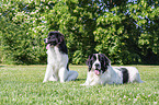 2 Landseer
