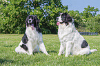 2 Landseer