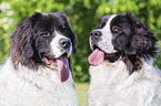2 Landseer