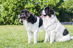 2 Landseer