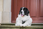 Landseer