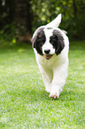 Landseer Welpe