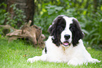 Landseer Welpe