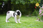 Landseer Welpe
