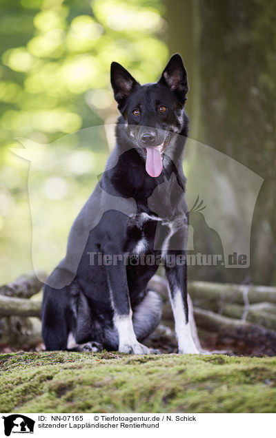 sitzender Lapplndischer Rentierhund / sitting Lapp Reindeer dog / NN-07165
